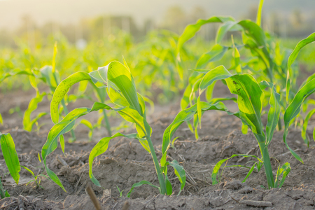 young green corn field in agricultural garden and light shines sunsetの写真素材