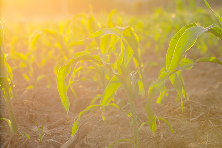 young green corn field in agricultural garden and light shines sunsetの写真素材