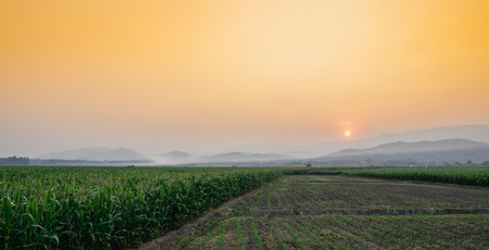 Landscape of young green corn field at Thailand agricultural garden and light shines sunset in the eveningの写真素材
