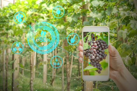 hand holding mobile phone inspecting grapes in agriculture garden with concept modern technologiesの写真素材