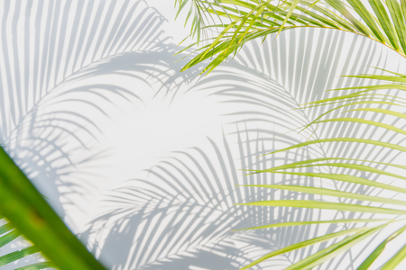 palm leaves and shadows on a white wall backgroundの写真素材