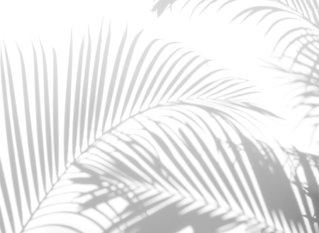 abstract background of shadows palm leaf on a white wall. White and Black.の写真素材