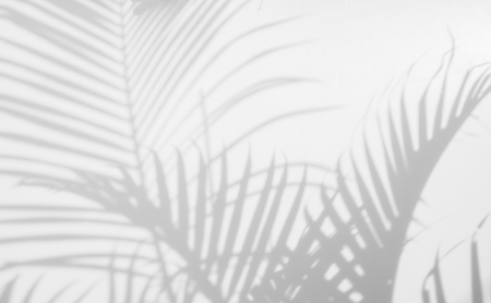 abstract background of shadows palm leaves on a white wall. White and Blackの写真素材