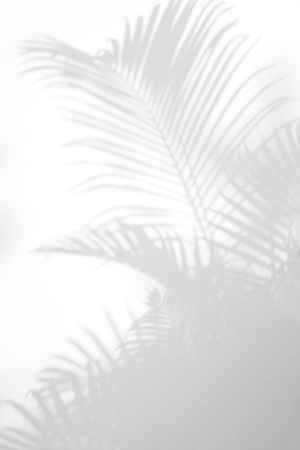 abstract background of shadows palm leaves on a white wall. White and Blackの写真素材