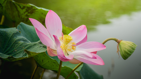 Close up pink lotus flower blossoms in the pondの写真素材