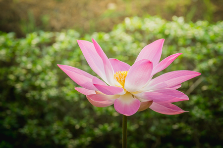 Close up pink lotus flower blossoms in the pondの写真素材