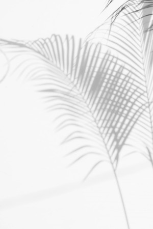abstract background of shadows palm leaves on a white wall. White and Black