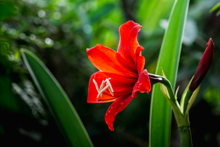 close up red amaryllis flowerの写真素材