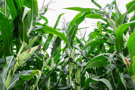 Green corn field in agricultural garden, pods corn on trunkの写真素材
