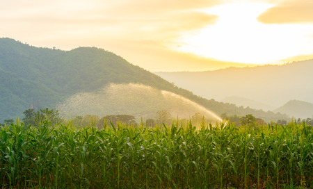 Irrigation system watering young green corn field in the agricultural garden by water springer at sunsetの写真素材