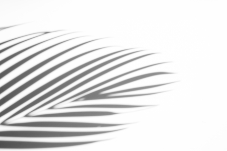 abstract background of shadows palm leaves on a white wall. White and Black