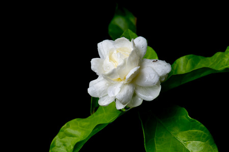 close up white jasmine flower wet rain on black backgroundの写真素材