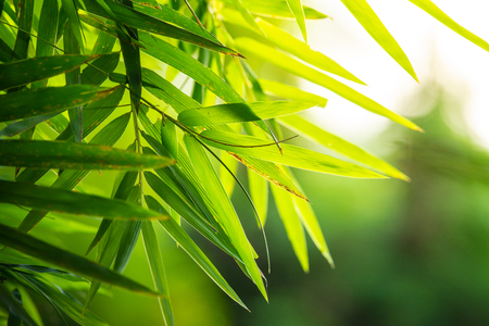 Natural background, Bamboo Leaves green at sunsetの写真素材