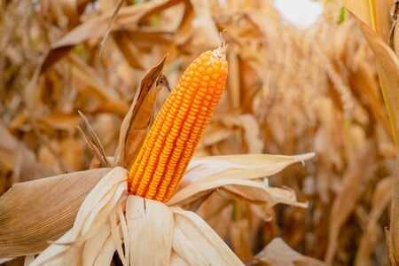 yellow dry ripe corn on stems in agricultural garden, Corn harvest season