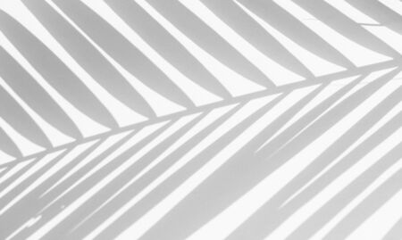 shadows palm leaf on white wall background. for creative design summer conceptの写真素材