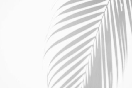 shadows palm leaf on white wall background. for creative design summer conceptの写真素材