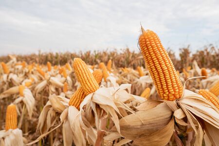 yellow dry ripe corn on the field in the dayの写真素材