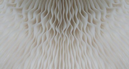 beautiful macro mushroom texture nature background. Using idea design pattern wallpaper concept nature work advertisement printing and website etc.の写真素材