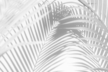 abstract background of shadows palm leaf on a white wall. White and Black.の写真素材