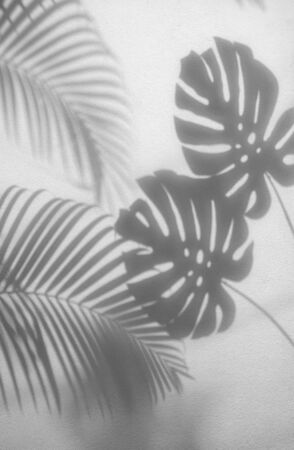 shadows palm leaves and monstera leaf on concrete textured wall surface background. White and Black...