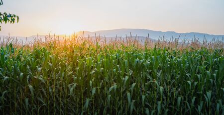 green corn field in agricultural garden and light shines sunset