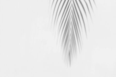 abstract background of shadows palm leaf is tropical leaves on a white wall. White and Black.の写真素材