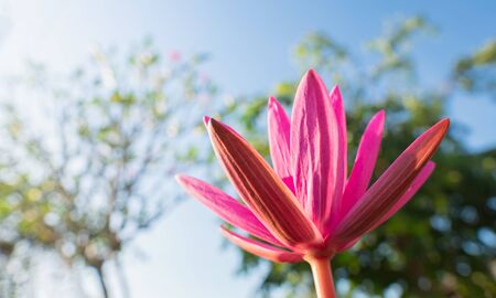Beautiful one pink lotus flower blooming in nature low angle view close upの写真素材