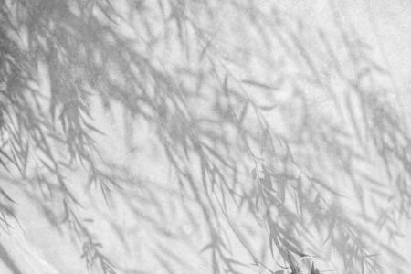 abstract of shadows leaf on cement wall texture backgroundの写真素材