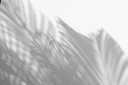 abstract background of shadows palm leaf on a white wall. White and Black.の写真素材