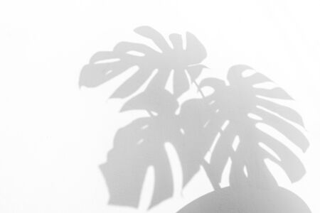 shadows monstera leaf on concrete textured wall surface background. White and Black tone