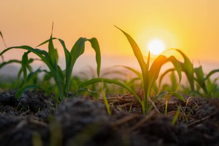 Maize seedling in the agricultural garden with the sunset, Growing Young Green Corn Seedlingの写真素材