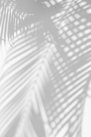 abstract background of shadows palm leaf on a white wall. White and Black.の写真素材