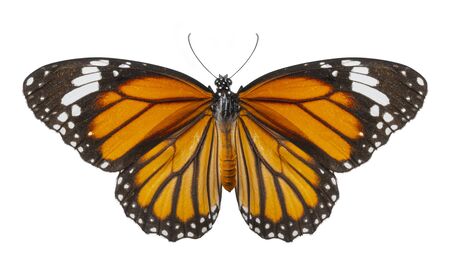 Macro of butterfly isolated on white background, Danaus chrysippus, top viewの写真素材