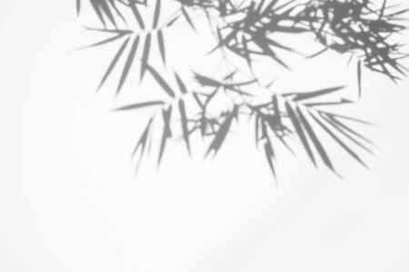 shadows of bamboo leaf on white wall concrete surface texture background. white and black toneの写真素材