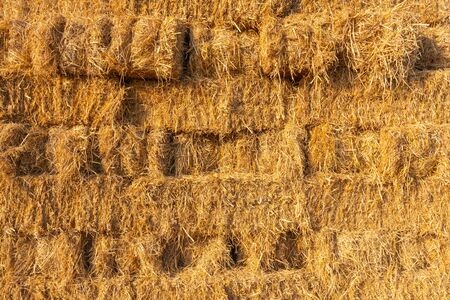 yellow hay texture background from dry rice after harvest in Thailand