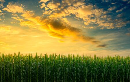 green corn field in the agricultural garden with the sky in evening light shines sunsetの写真素材