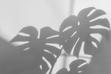 shadows monstera leaf on concrete textured wall surface background. White and Black toneの写真素材