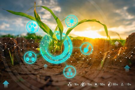 agricultural smart technology concepts by growing young maize seedling in the cultivated farm field...