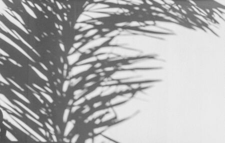 abstract background of shadows palm leaves on a white wall. White and Blackの写真素材