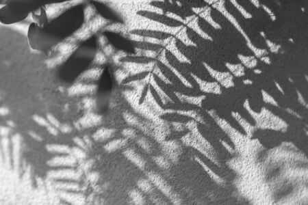 shadows of leaf on concrete textured wall surface background.の写真素材