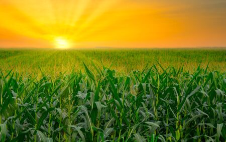 green corn field in agricultural garden and light shines sunsetの写真素材