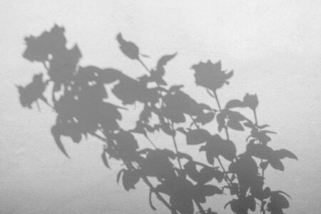 shadows of roses flower and leaf  on a white concrete wallの写真素材