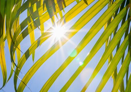 close up green palm leaf on blue sky with sun shining in summerの写真素材