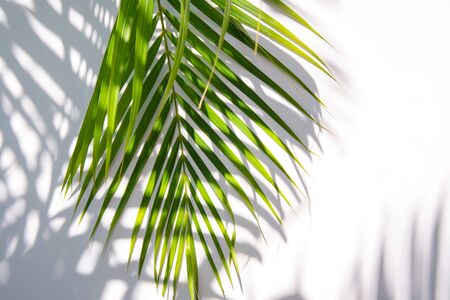 green palm leaf and shadows on a white backgroundの写真素材