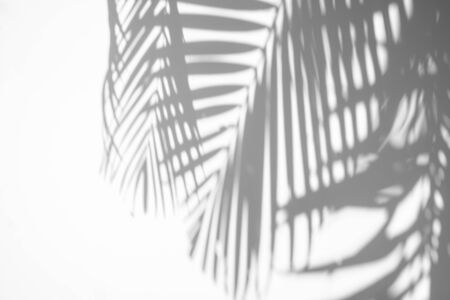abstract background of shadows palm leaf on a white wall.の写真素材