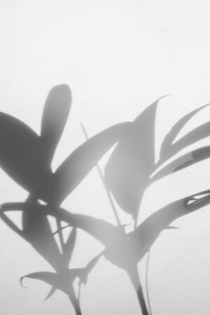 abstract background of shadows palm leaf on white concrete wallの写真素材