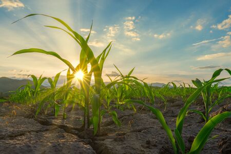 Maize seedling in the agricultural garden with the sunsetの写真素材