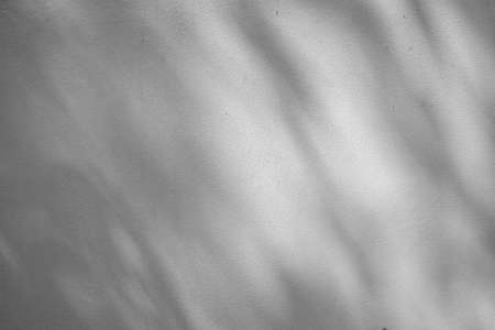 White cement wall with shadow of leaves