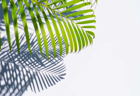 green palm leaf and shadows on a white backgroundの写真素材