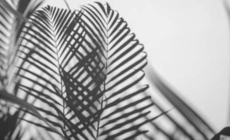 shadows palm leaf on white wall backgroundの写真素材
